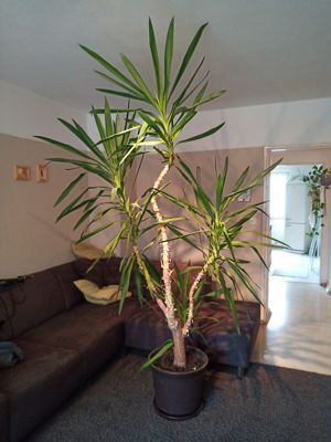 Yuccapalme 240 cm Bild 4