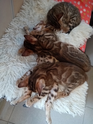 Bengal-Kitten, *22.1.2024, nur noch 1 Mädchen und 1 Junge ab Mitte April abzugeben Bild 5