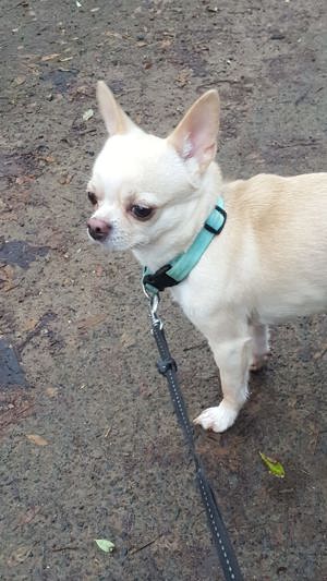 Kleiner Chihuahua abzugeben  Bild 1