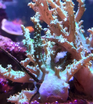 Meerwasser Korallen Ableger Sinularia Mint Green Bild 3