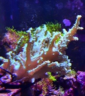 Meerwasser Korallen Ableger Sinularia Mint Green Bild 2