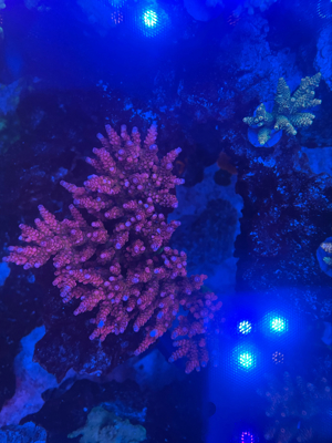 PC Rainbow Acropora Meerwasser Koralle 