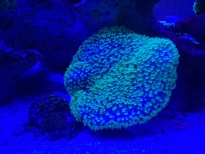 Sarcophyton Fiji - Pilzlederkoralle Grün meerwasser koralle  Bild 2