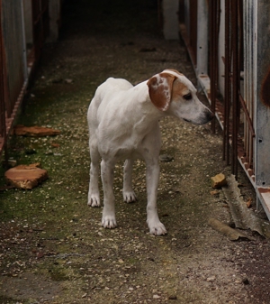 Brisko, geb. ca. 03 2019, lebt in GR auf einem Gelände, auf dem die Hunde notdürftig versorgt werden Bild 4