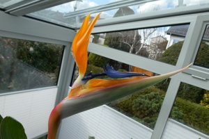 Strelizie,  Paradiesvogelpflanze,  Zimmer- Pflanze mit 3 Blüten  2m Höhe Bild 5