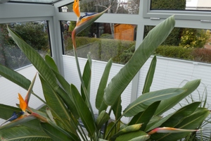 Strelizie,  Paradiesvogelpflanze,  Zimmer- Pflanze mit 3 Blüten  2m Höhe Bild 6
