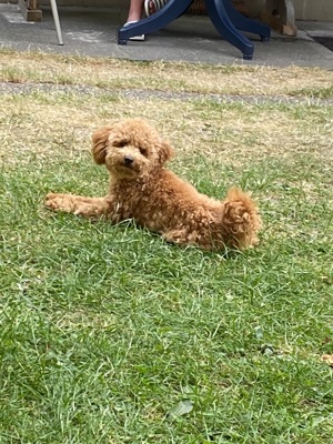 Toypudel Deckrüde  Bild 2