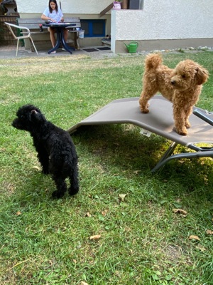 Toypudel Deckrüde  Bild 3