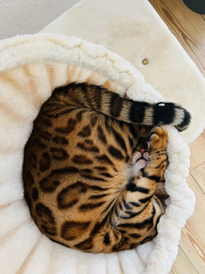Deckkater Bengal Bild 5
