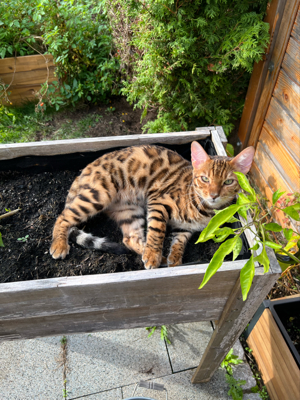 Deckkater Bengal Bild 4
