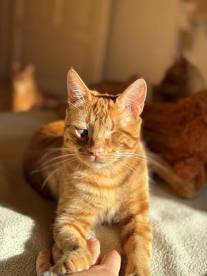 EKH Kater Foxy sucht neues Zuhause
