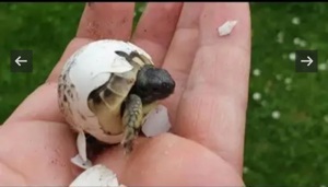 griechische Landschildkröten Babys .weiblich