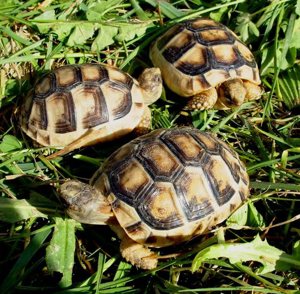 Breitrandschildkröten, Nachzucht 2022. Bild 2