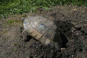 Breitrandschildkröten, Nachzucht 2022. Bild 4
