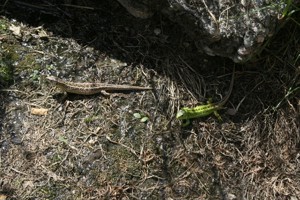 Breitrandschildkröten, Nachzucht 2022. Bild 9
