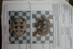 Breitrandschildkröten, Nachzucht 2022. Bild 10