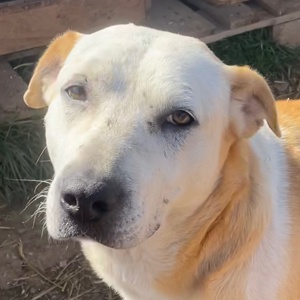 Ikarus, geb. ca. 04 2019, lebt in GRIECHENLAND, auf Gelände, wo die Hunde notdürftig versorgt werden Bild 1