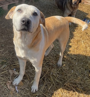 Ikarus, geb. ca. 04 2019, lebt in GRIECHENLAND, auf Gelände, wo die Hunde notdürftig versorgt werden Bild 4