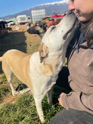 Ikarus, geb. ca. 04 2019, lebt in GRIECHENLAND, auf Gelände, wo die Hunde notdürftig versorgt werden Bild 10