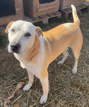 Ikarus, geb. ca. 04 2019, lebt in GRIECHENLAND, auf Gelände, wo die Hunde notdürftig versorgt werden Bild 2
