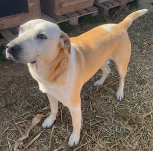 Ikarus, geb. ca. 04 2019, lebt in GRIECHENLAND, auf Gelände, wo die Hunde notdürftig versorgt werden Bild 3
