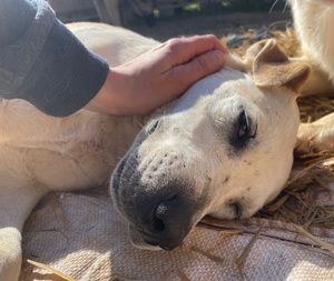 Ikarus, geb. ca. 04 2019, lebt in GRIECHENLAND, auf Gelände, wo die Hunde notdürftig versorgt werden Bild 7