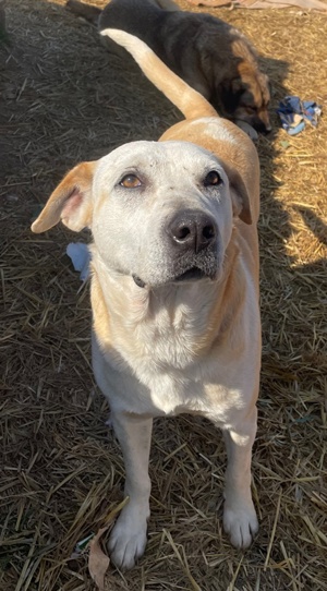 Ikarus, geb. ca. 04 2019, lebt in GRIECHENLAND, auf Gelände, wo die Hunde notdürftig versorgt werden Bild 9