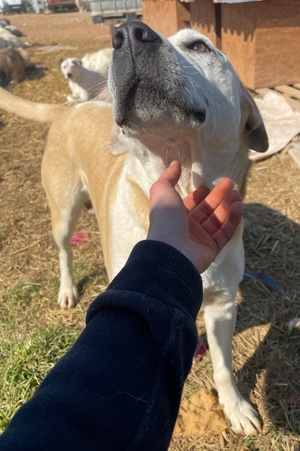 Ikarus, geb. ca. 04 2019, lebt in GRIECHENLAND, auf Gelände, wo die Hunde notdürftig versorgt werden Bild 8