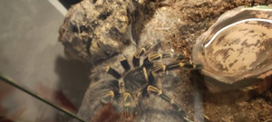 Verschiedene Vogelspinnen Tarantulas  Bild 3