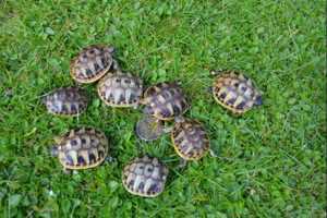Griechische Landschildkrötenbabys Bild 1