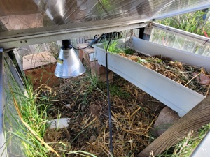 Testudo hermanni hermanni (Thh) Kalabrien & Apulien, Nachzuchten aus 2025