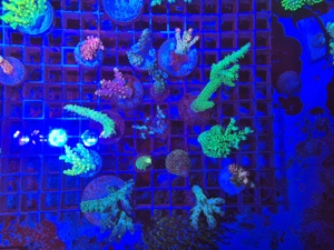 Koralle Ableger SPS LPS Acropora