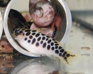 Tatia perugiae - Trugdornwels - Aquarium - Zierfisch Bild 6