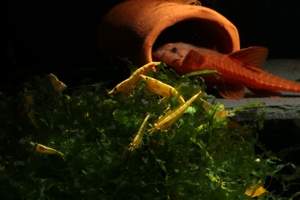 Yellow Fire Neon Garnele - Neocaridina davidi Bild 2