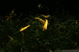 Yellow Fire Neon Garnele - Neocaridina davidi Bild 4