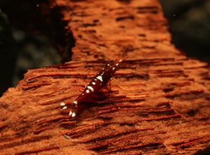 Caridina marlenae - Sulawesi Garnele Bild 4