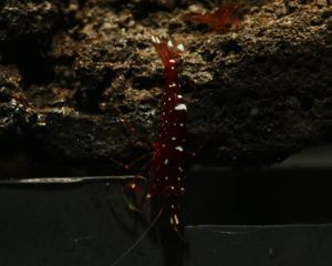 Caridina marlenae - Sulawesi Garnele Bild 10