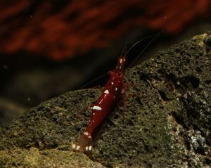 Caridina marlenae - Sulawesi Garnele Bild 5