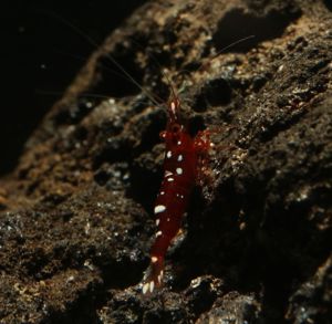 Caridina marlenae - Sulawesi Garnele Bild 9