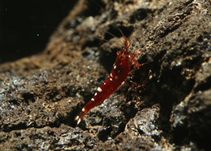 Caridina marlenae - Sulawesi Garnele Bild 8