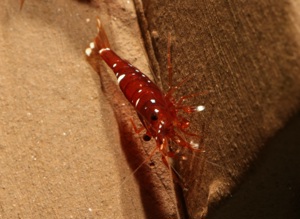 Caridina marlenae - Sulawesi Garnele Bild 7
