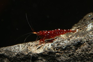 Caridina marlenae - Sulawesi Garnele Bild 3