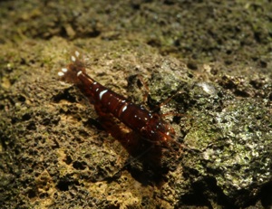 Caridina marlenae - Sulawesi Garnele Bild 6