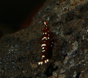 Caridina marlenae - Sulawesi Garnele Bild 2
