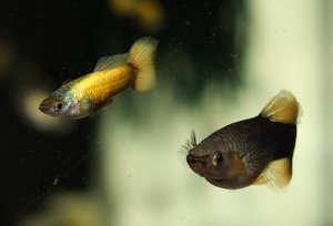 Guppy Full Gold - Poecilia reticulata - Aquarium Bild 3