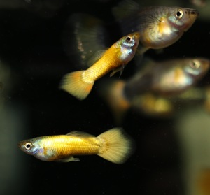 Guppy Full Gold - Poecilia reticulata