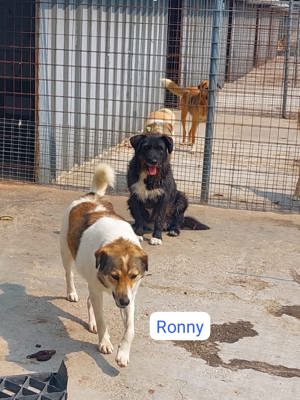 Ronny-traumhafter Seelenhund auf auf Pflegestelle in 71364 Winnenden sucht sein für immer zu Hause!  Bild 6