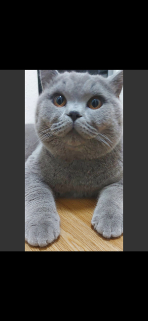 Deckkater Bkh Blutgruppe B Bild 2