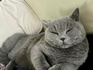 Deckkater Bkh Blutgruppe B Bild 3