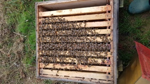 Bienen Volk Wirtschaftsvolk  Bild 2